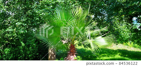 Tropical palm tree in a wooden planter in the garden. wide photo Tropical palm tree in a wooden planter in the garden. wide photo 84536122