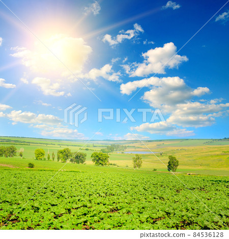 Field with sunflower sprouts and sun on blue sky. Field with sunflower sprouts and sun on blue sky. 84536128
