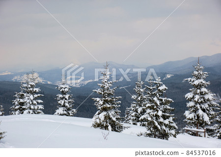 Pine trees covered with fresh fallen snow in winter mountain forest on cold bright day. Pine trees covered with fresh fallen snow in winter mountain forest on cold bright day. 84537016