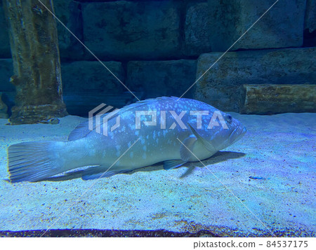 Underwater world. Coral reef and fishes in Red sea at Egypt Underwater world. Coral reef and fishes in Red sea at Egypt 84537175