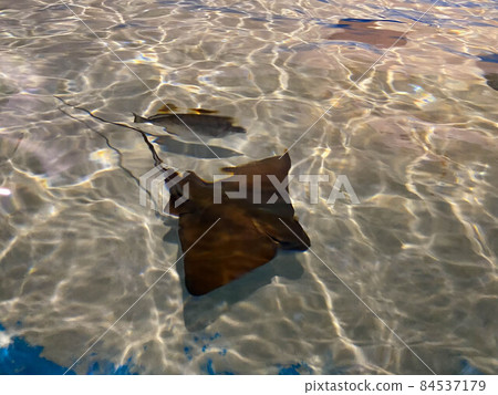 Stingray swimming under water along sea floor 84537179