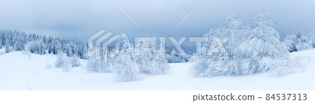 Winter weather with snowdrifts and fog in the mountain spruce forest. Trees curved under the weight of snow Winter weather with snowdrifts and fog in the mountain spruce forest. Trees curved under the weight of snow 84537313
