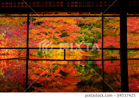琉璃光院的紅葉2021 琉璃光院的紅葉2021 84537425