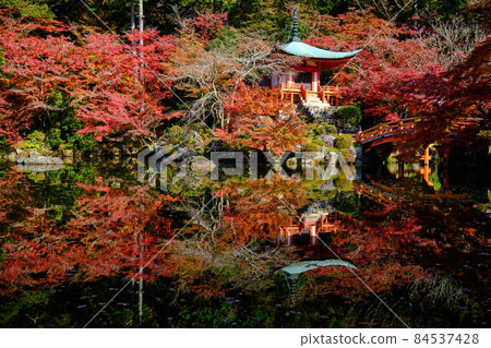 大悟寺弁天堂紅葉 2021 大悟寺弁天堂紅葉 2021 84537428