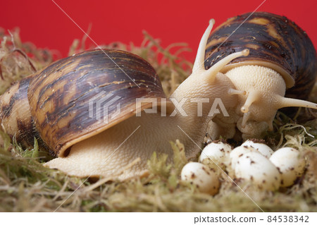 Achatin snails on green moss next to laid eggs 84538342