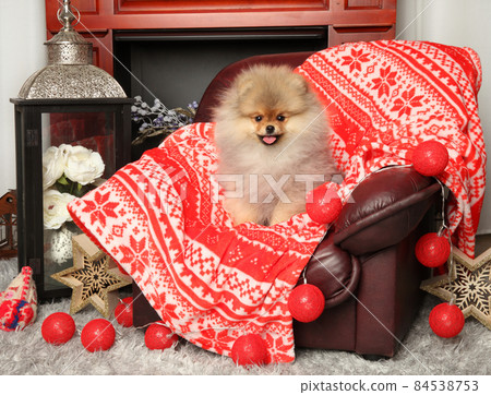 Pomeranian Spitz in chair on red plaid Pomeranian Spitz in chair on red plaid 84538753
