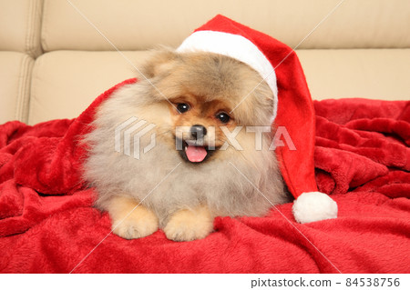 Pomeranian Spitz in red Santa hat Pomeranian Spitz in red Santa hat 84538756