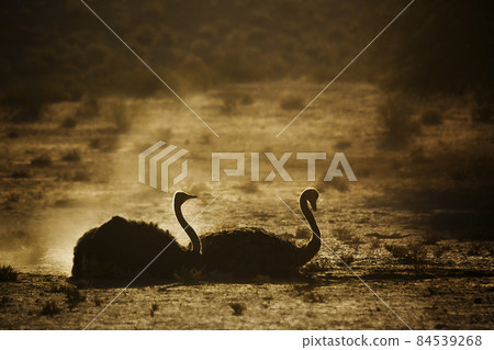 African Ostrich in Kgalagadi transfrontier park, South Africa African Ostrich in Kgalagadi transfrontier park, South Africa 84539268