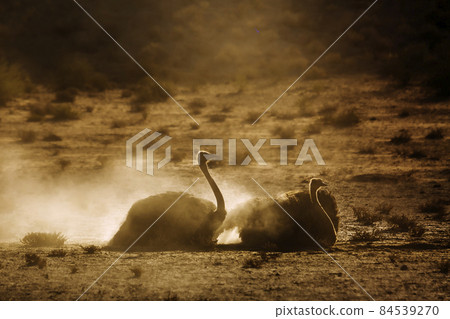 African Ostrich in Kgalagadi transfrontier park, South Africa 84539270
