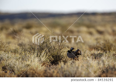 White quilled Bustard in Kgalagadi transfrontier park, South Africa White quilled Bustard in Kgalagadi transfrontier park, South Africa 84539291
