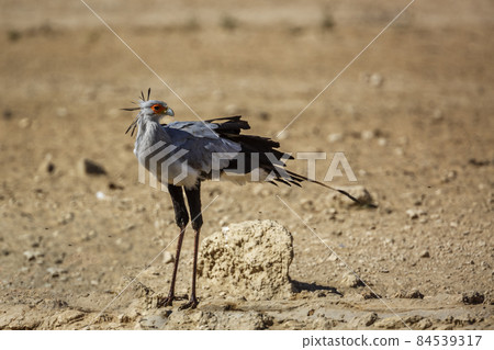 Secretary bird in Kgalagadi transfrontier park, South Africa 84539317