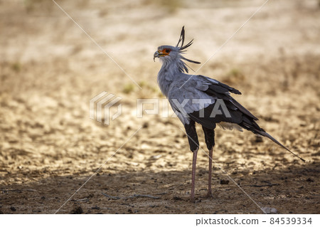 Secretary bird in Kgalagadi transfrontier park, South Africa 84539334