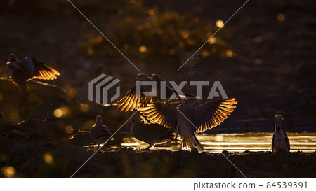 Ring-necked Dove in Kgalagadi transfrontier park, South Africa 84539391