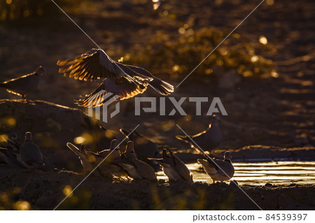 Ring-necked Dove in Kgalagadi transfrontier park, South Africa Ring-necked Dove in Kgalagadi transfrontier park, South Africa 84539397