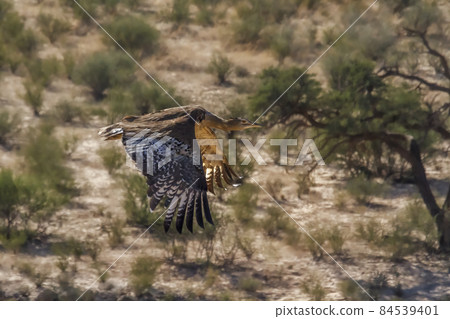 Kori bustard in Kgalagadi transfrontier park, South Africa 84539401