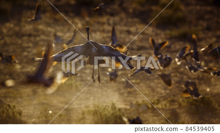 Black headed Heron in Kgalagadi transfrontier park, South Africa Black headed Heron in Kgalagadi transfrontier park, South Africa 84539405
