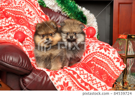 Two Pomeranian dogs are sitting on red, festive blanket Two Pomeranian dogs are sitting on red, festive blanket 84539724