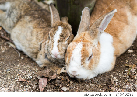 [Okunoshima] Rabbit snuggling up 84540285