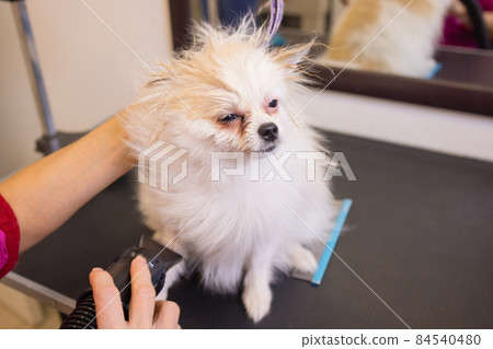grooming dogs Spitz Pomeranian in the cabin. 84540480