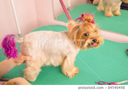 yorkshire terrier getting his hair cut at the groomer. 84540498