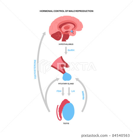 Male reproductive hormones 84540563