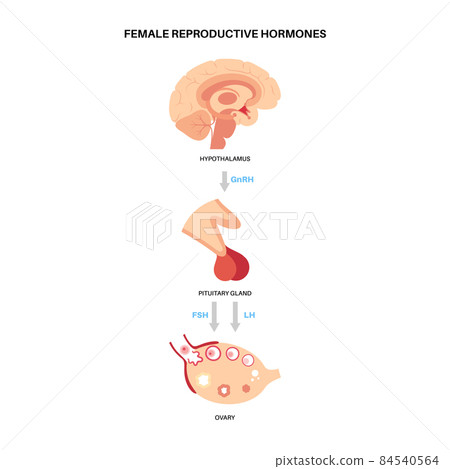 Female reproductive hormones 84540564