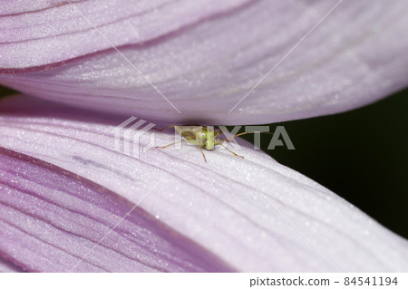 花中的臭蟲 花中的臭蟲 84541194