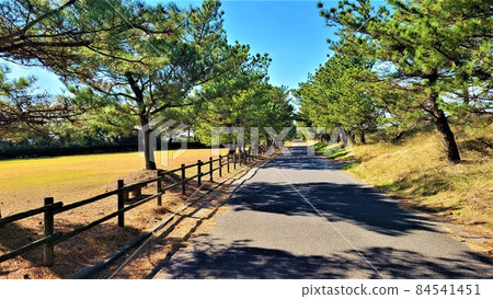 A row of pine trees along the Fukunoe coastal embankment, coexistence with nature, coexistence with people, Izumi City, Kagoshima Prefecture A row of pine trees along the Fukunoe coastal embankment, coexistence with nature, coexistence with people, Izumi City, Kagoshima Prefecture 84541451