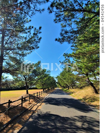 A row of pine trees along the Fukunoe coastal embankment, coexistence with nature, coexistence with people, Izumi City, Kagoshima Prefecture 84541456