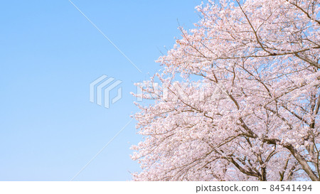 櫻花和藍天  櫻花和藍天 84541494