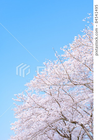  Cherry blossoms and blue sky 84541495