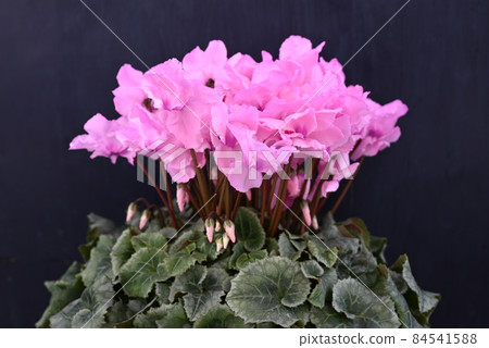 Close up of cyclamen flowers 84541588