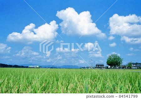 北條鐵路花2000 北條鐵路花2000 84541799