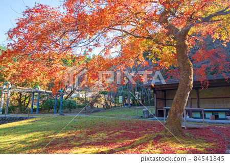 Kodairanosato Limestone Cave Park Autumn Leaves Autumn Scenery 84541845