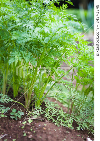 Pre-harvest carrots planted in the field 84541849