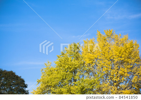 Ginkgo leaves colored yellow against the blue sky 84541850