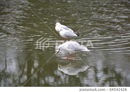 A waterside bird A waterside bird 84542426