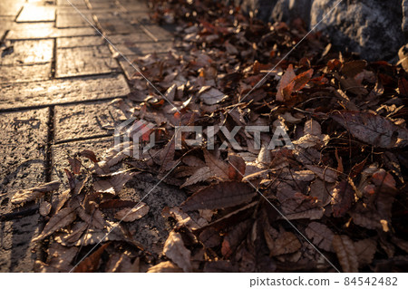 Brick-paved sidewalk with fallen zelkova leaves Reflection of the late autumn sunset b-1 Brick-paved sidewalk with fallen zelkova leaves Reflection of the late autumn sunset b-1 84542482