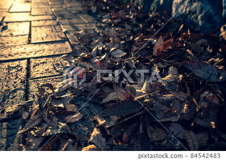 Brick-paved sidewalk with fallen zelkova leaves Reflection of the setting sun in late autumn b-2 Warm and cool colors emphasized 84542483