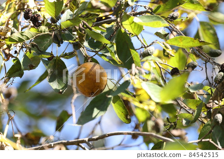 Natural plant Kikarasuuri, a park in November. A relative of the crow squirrel, a yellow fruit that is out of place on the alder treetops. Natural plant Kikarasuuri, a park in November. A relative of the crow squirrel, a yellow fruit that is out of place on the alder treetops. 84542515