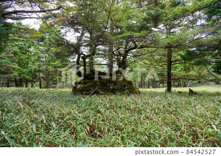 Scenery of a large spruce tree growing vigorously on a mossy rock @ Mt. Odaigahara, Nara 84542527