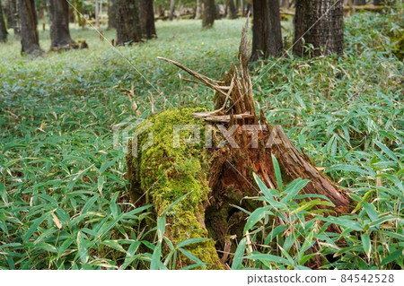 A scene of moss growing on a decaying fallen tree seen at Mt. Odaigahara @ Nara A scene of moss growing on a decaying fallen tree seen at Mt. Odaigahara @ Nara 84542528