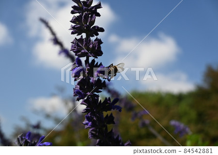 秋天的風景 84542881