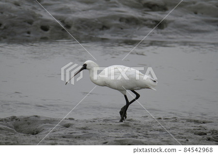 荒尾市大島漁港琵鷺, 荒尾市大島漁港琵鷺, 84542968