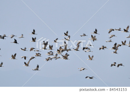 A large group of cranes flying in the blue sky (Izumi City, Kagoshima Prefecture) 84543153