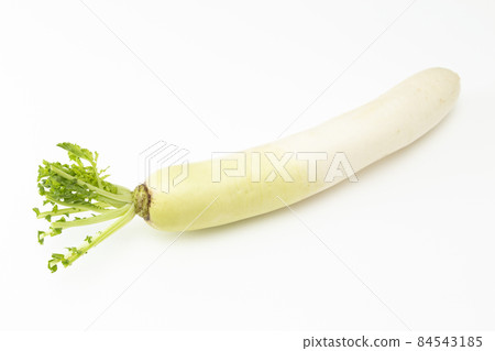 White radish white back White radish white back 84543185
