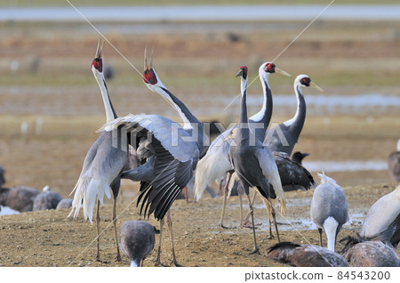 White-naped crane cry (Izumi City, Kagoshima Prefecture) 84543200