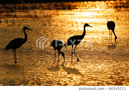 Glowing wetlands and white-naped cranes (Izumi City, Kagoshima Prefecture) 84543211