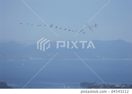 Hokkikou of the white-naped crane (Nagashima Town, Kagoshima Prefecture) 84543212