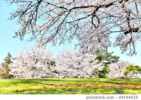 Sayama Inariyama Park (Sayama City, Saitama Prefecture) [2020.3] 84544019